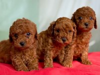 AŞILI TOY POODLE YAVRULARIMIZ'DA KAMPANYA