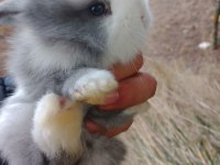 Yavru Hollanda Lop Tavşanlarım