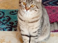 British shorthair kırması 8 aylık