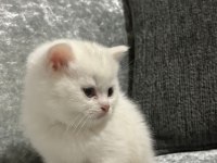 British Shorthair Erkek 2 Aylık