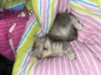 British longhair 2 aylık