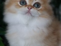 British Longhair Erkek