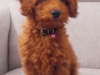 Tarçın Rengi Poodle Erkek