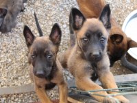 Safkan Irk Garantili Malinois Yavrular