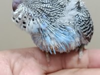 Jumbo muhabbet kuşu bebekler