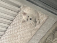 Pomeranian spitz