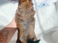 Çok özel exotic yorkshire terrier ziyarete açık