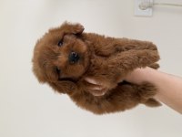Maltipoo Lekesiz 
