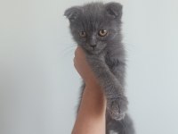0-3 aylık scottish fold cinsiyeti kızdır
