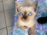 Blue erkek british shorthair oğlumuz