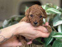 Birbirinden Güzel Toy Poodle Bebeklerimiz