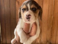 Erkek ve dişi Elizabeth beagle minnoşlar