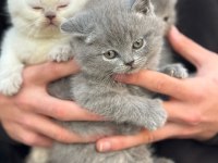 Elit british shorthair bebekler