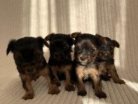 Ev doğumlu Teacup Yorkshire Terrier