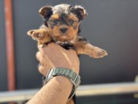 Petmode köpek çiftliğinden tea cup yorkshire