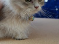 Safkan blue golden british longhair