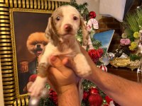 CHOCOLATE DAPPLE ÖZEL RENK DACHSHND NADİR BULUNAN