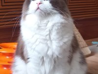 Safkan Ragdoll Bebekler