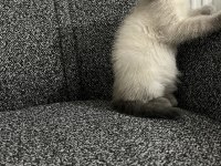Safkan Scottish Fold Yavrularımız
