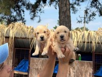 Golden retriever altın tüy yapısıyla aşık eder