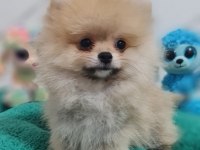 Şecereli Teacup Pomeranian Yavrularımız