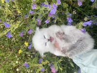 Yavru ve yetişkin british shorthair