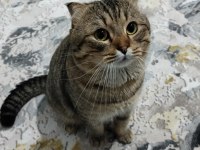Scottish fold kedimizi sahiplendirmek istiyoruz