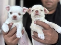 Satılık şivava chihuahua yavrular
