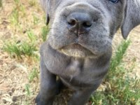 Safkan cane corso erkek dişi yavrularımız