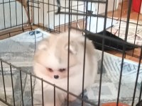 Pomeranian boo köpeğimiz