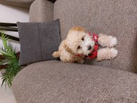 Bebek maltipoo