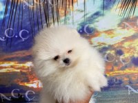 A kalite pomeranian 70 günlük yavru