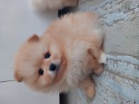 Mükemmel kalitede pomeranian ayıcıklar kaçıran üzülür