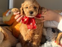 MİNİ MALTİPOO YAVRULARIMIZ