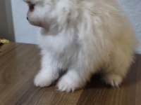 Pomeranian boo yavrularım