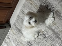 7 AYLIK KİMLİKLİ MALTESE TERRİER