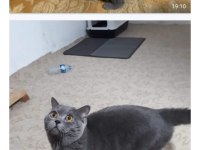 British shorthair 3 yaşında erkek