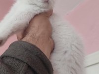 BRİTİSH SHORTHAİR MİNİKLER