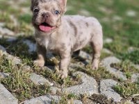 New Shade Isabella Tan Merle Fluffy Erkek French Bulldog