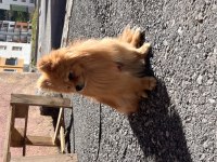 Pomeranian dişi 1 yaşında