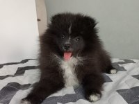 BU POMERANİAN YAVRULAR KAÇMAZ