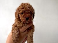 RED TOY POODLE YAVRULARIM 