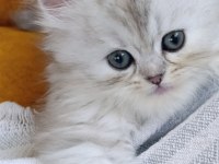 Dişi british longhair silver point yavru