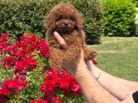 Toy Poodle Bebeklerimiz
