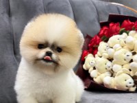 Orjinal Pomeranian Boo