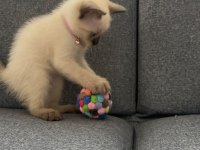 Nadir Güzellikte Siyam Kedisi Yavrusu