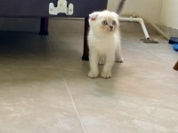 Scottish fold lynx point