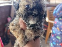 Yavru maltipoo