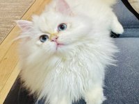 Saf kanlı british longhair erkek kedimiz
