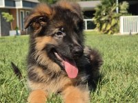 Ruhsatlı Köpek Çiftliğinden Alman Kurdu Yavruları